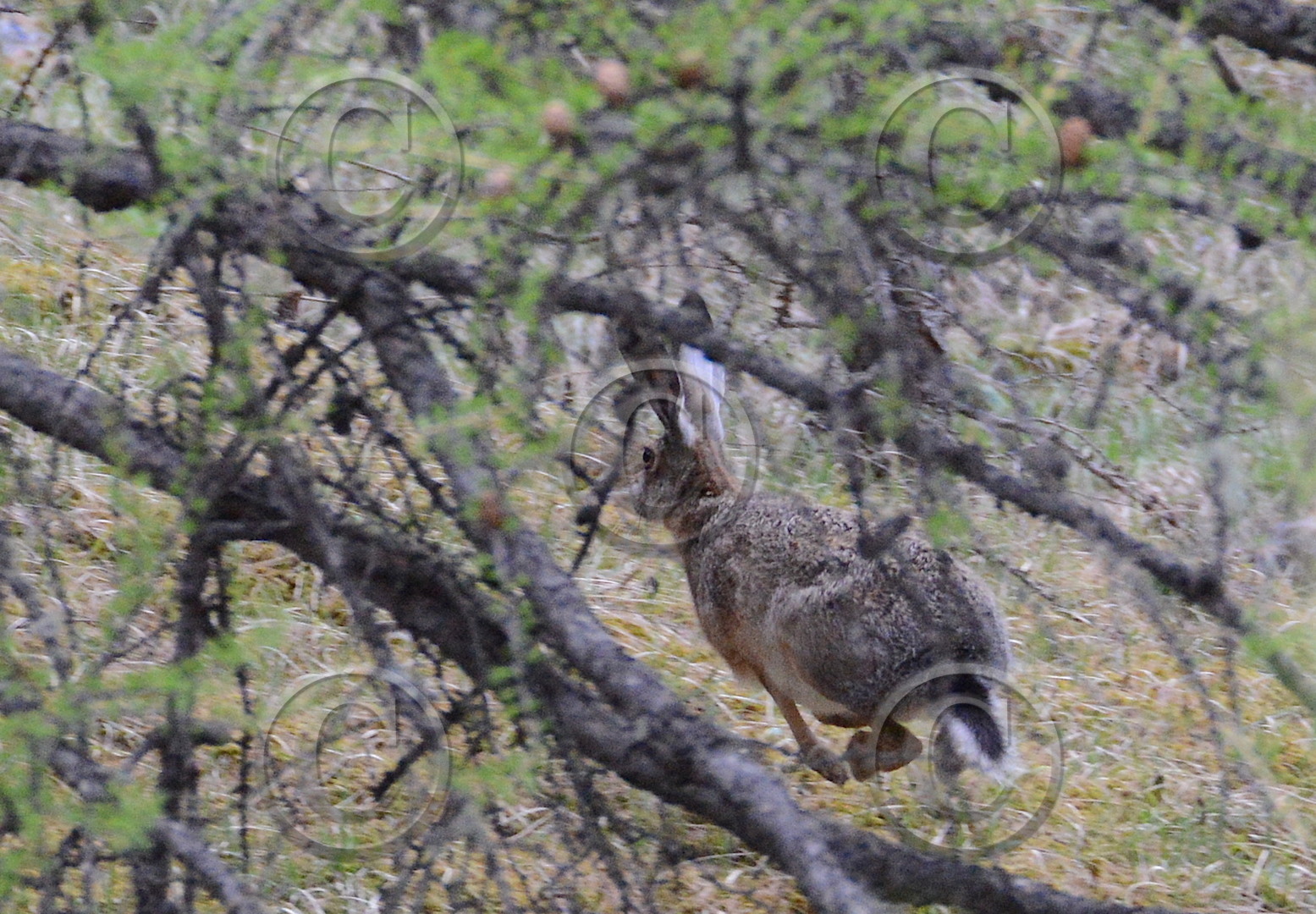 alpes de haute provence