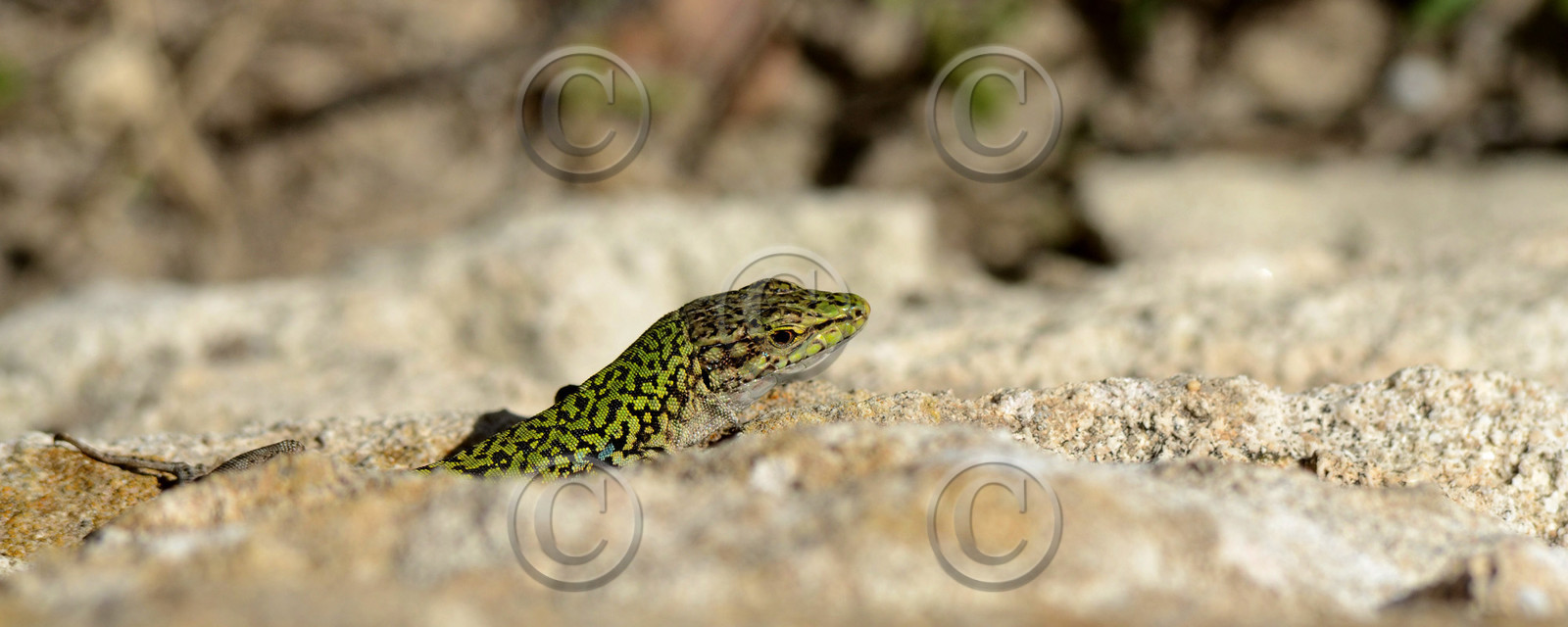 MISE A  JOUR  en cours