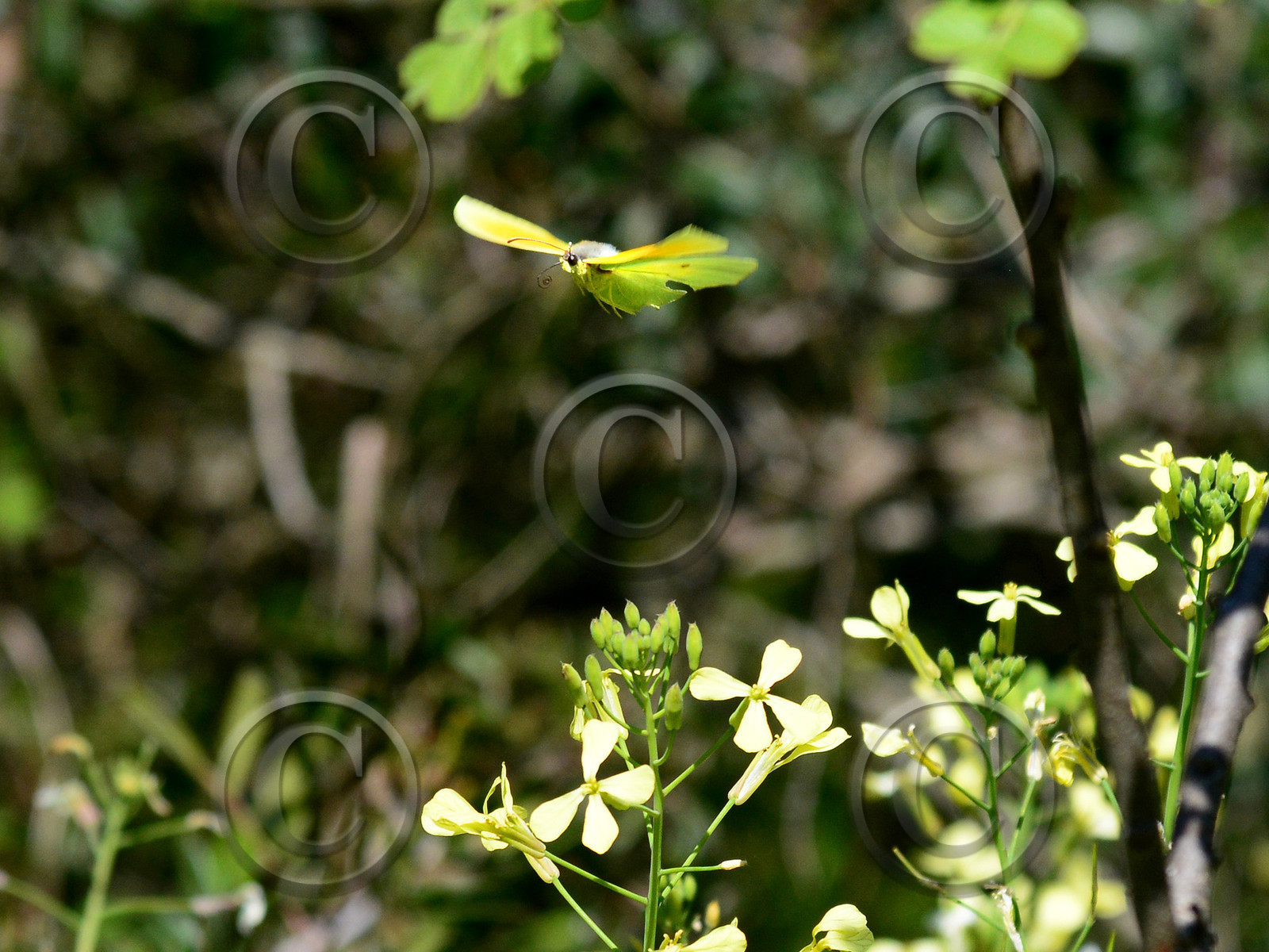 MISE A  JOUR  en cours