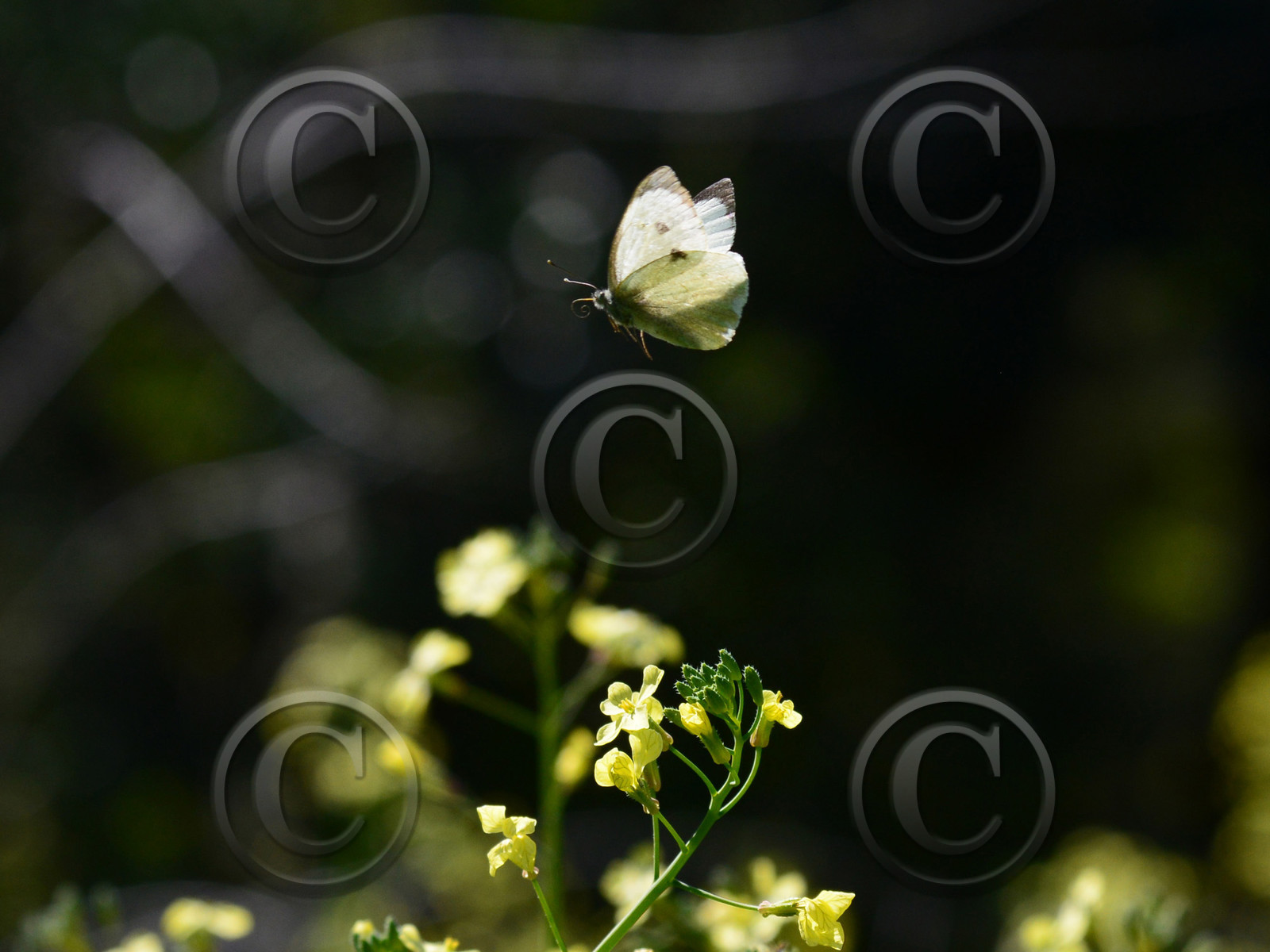 MISE A  JOUR  en cours