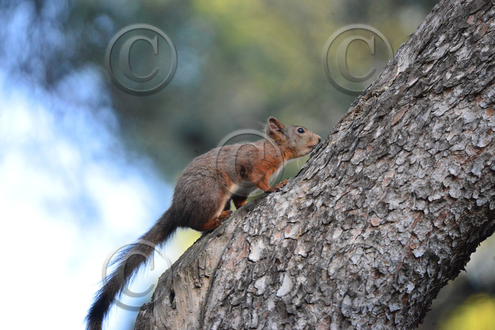 MISE A  JOUR  en cours