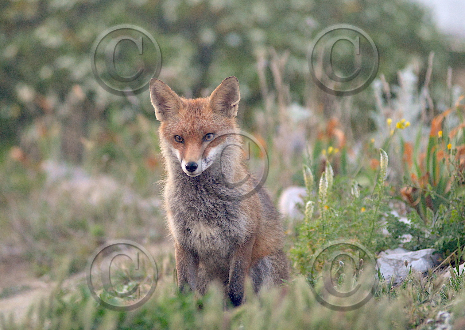 MISE A  JOUR  en cours