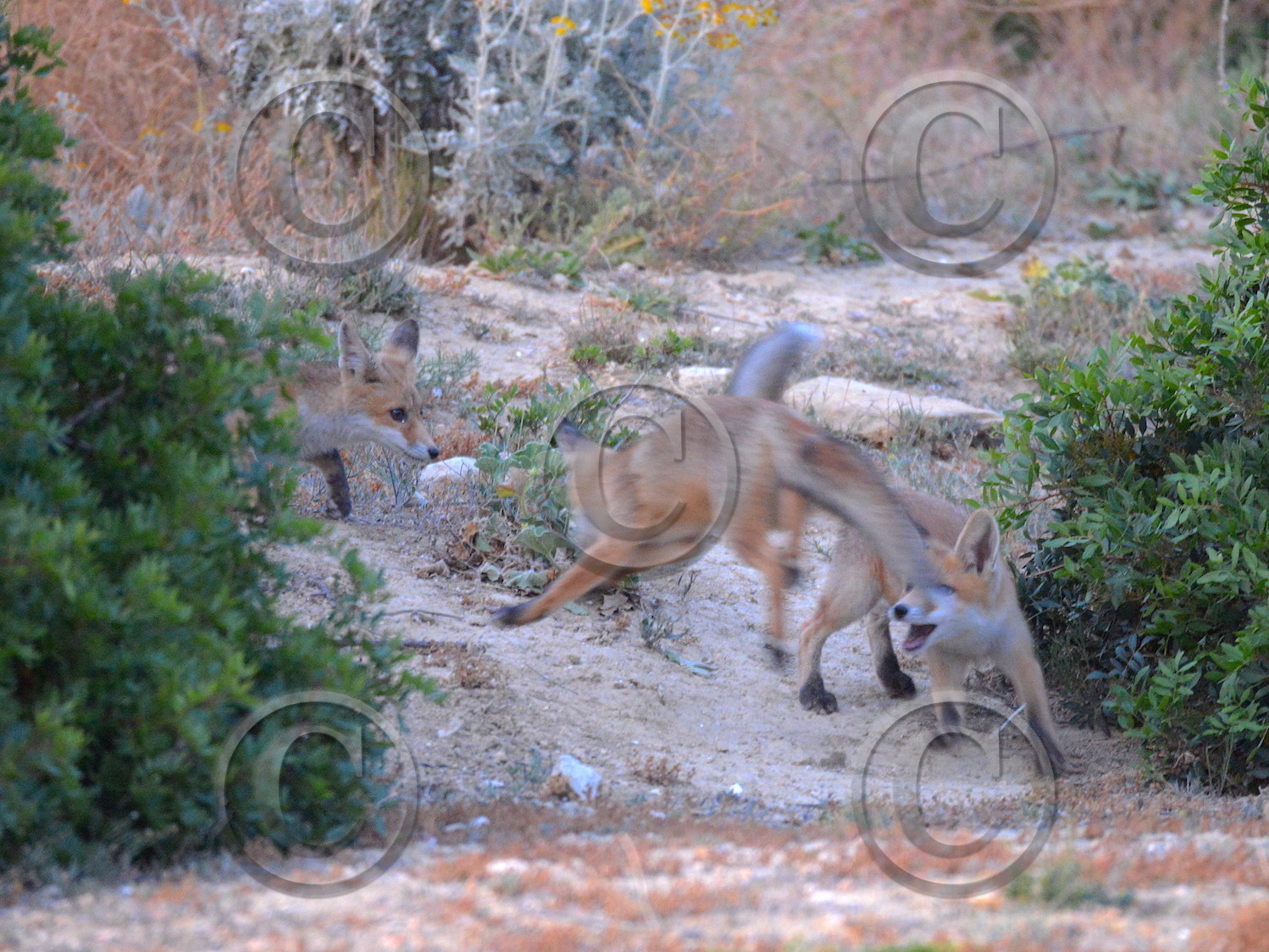 renardeaux  quelques part en provence