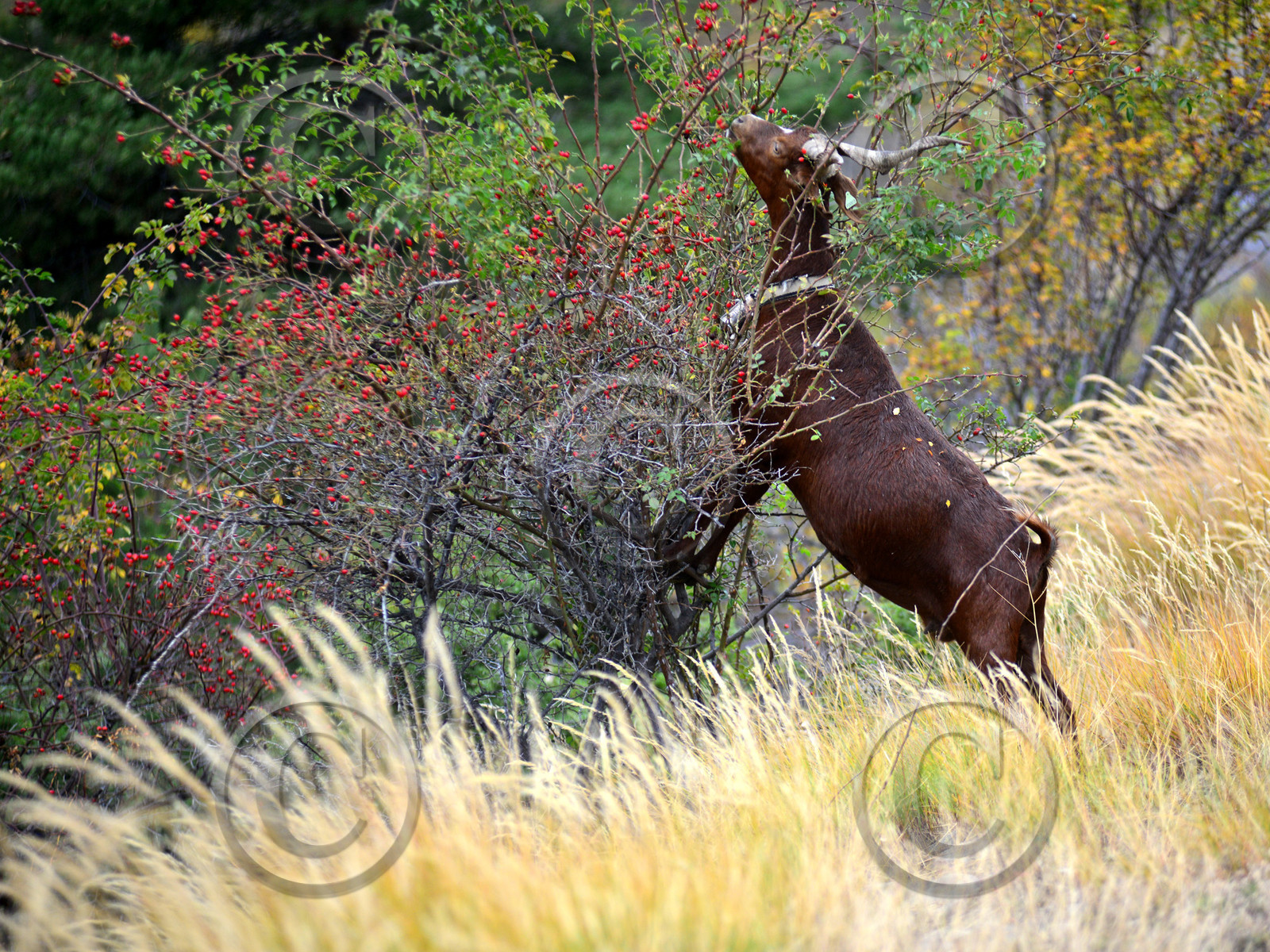 montagne haute alpes ,queyras, mercantour,alpes de haute provence,alpes maritime