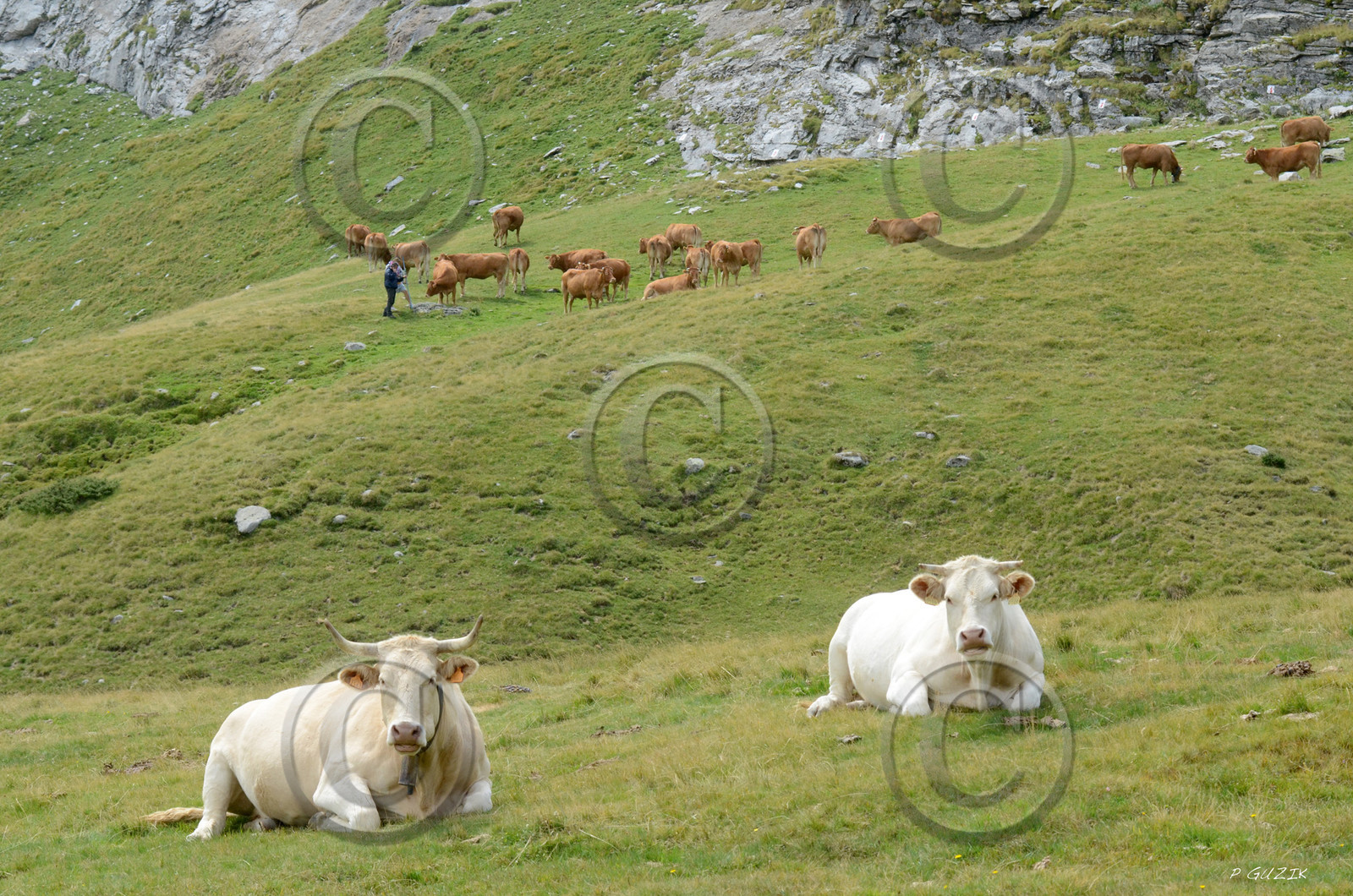 montagne haute alpes ,queyras, mercantour,alpes de haute provence,alpes maritime