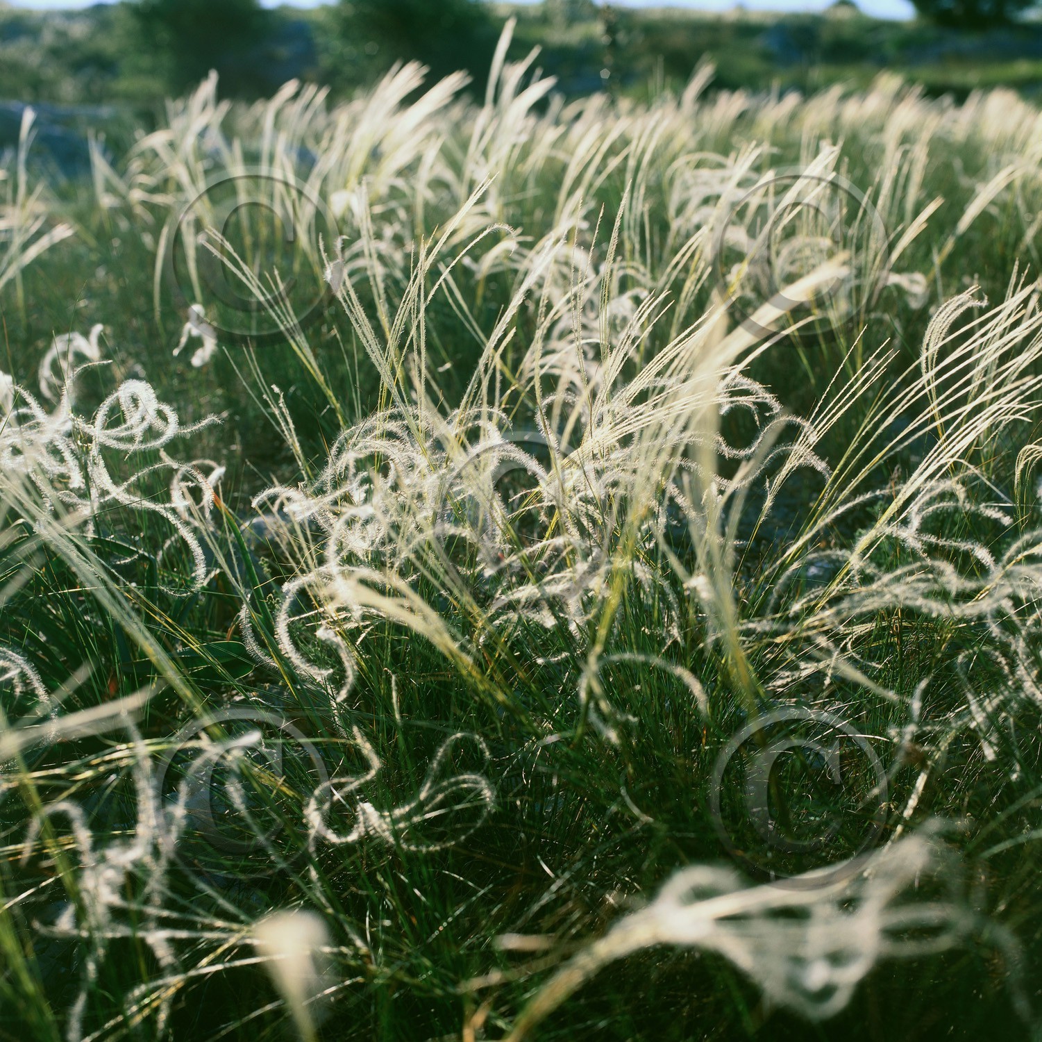 Photo de la sainte baume