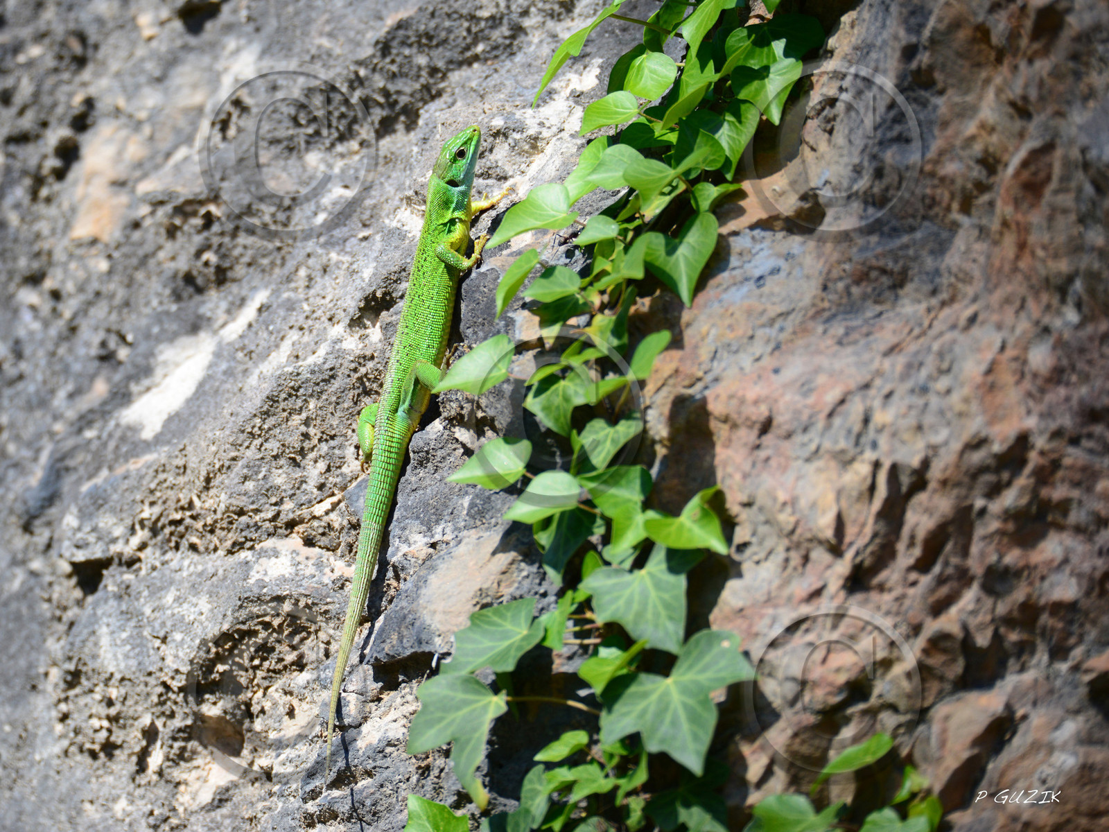 MISE A  JOUR  en cours