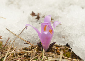 ALPES DE HAUTE PROVENCE