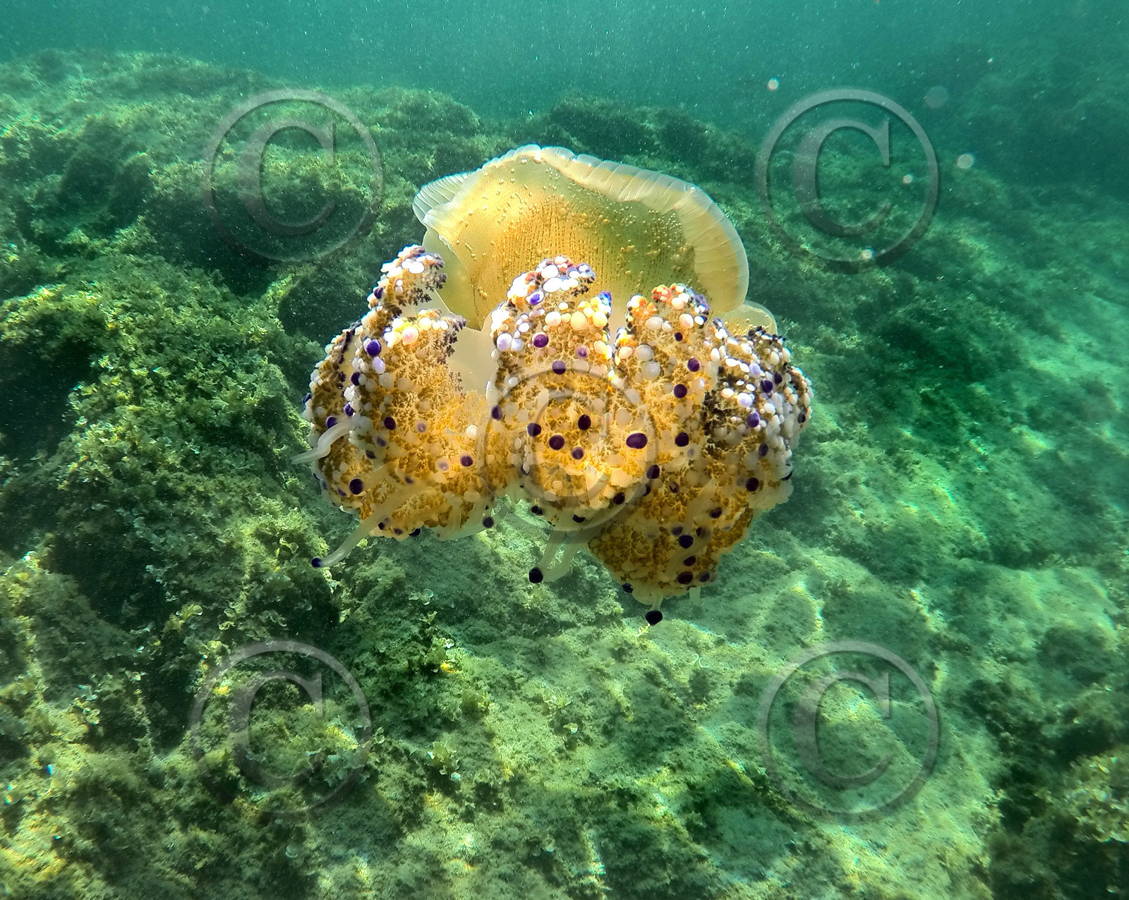 faune sous marine meduse oeuf au plat
