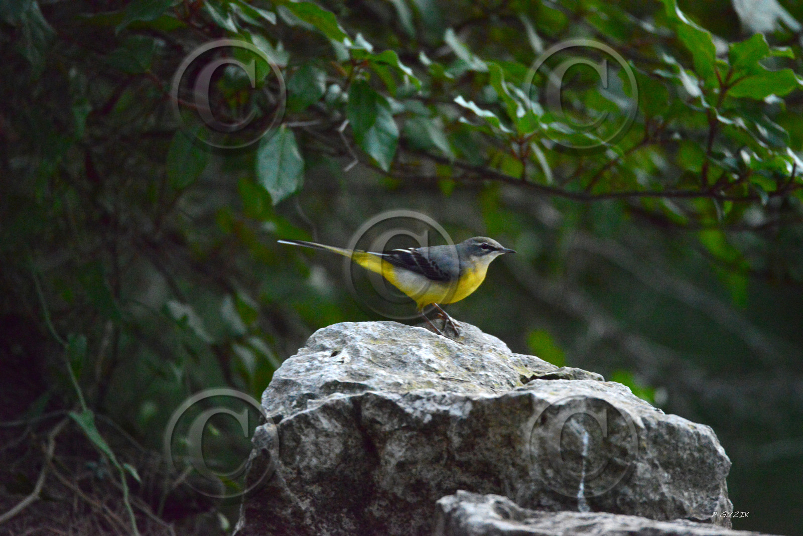 MISE A  JOUR  en cours