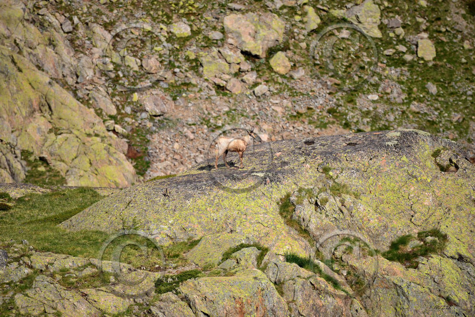 montagne haute alpes ,queyras, mercantour,alpes de haute provence,alpes maritime