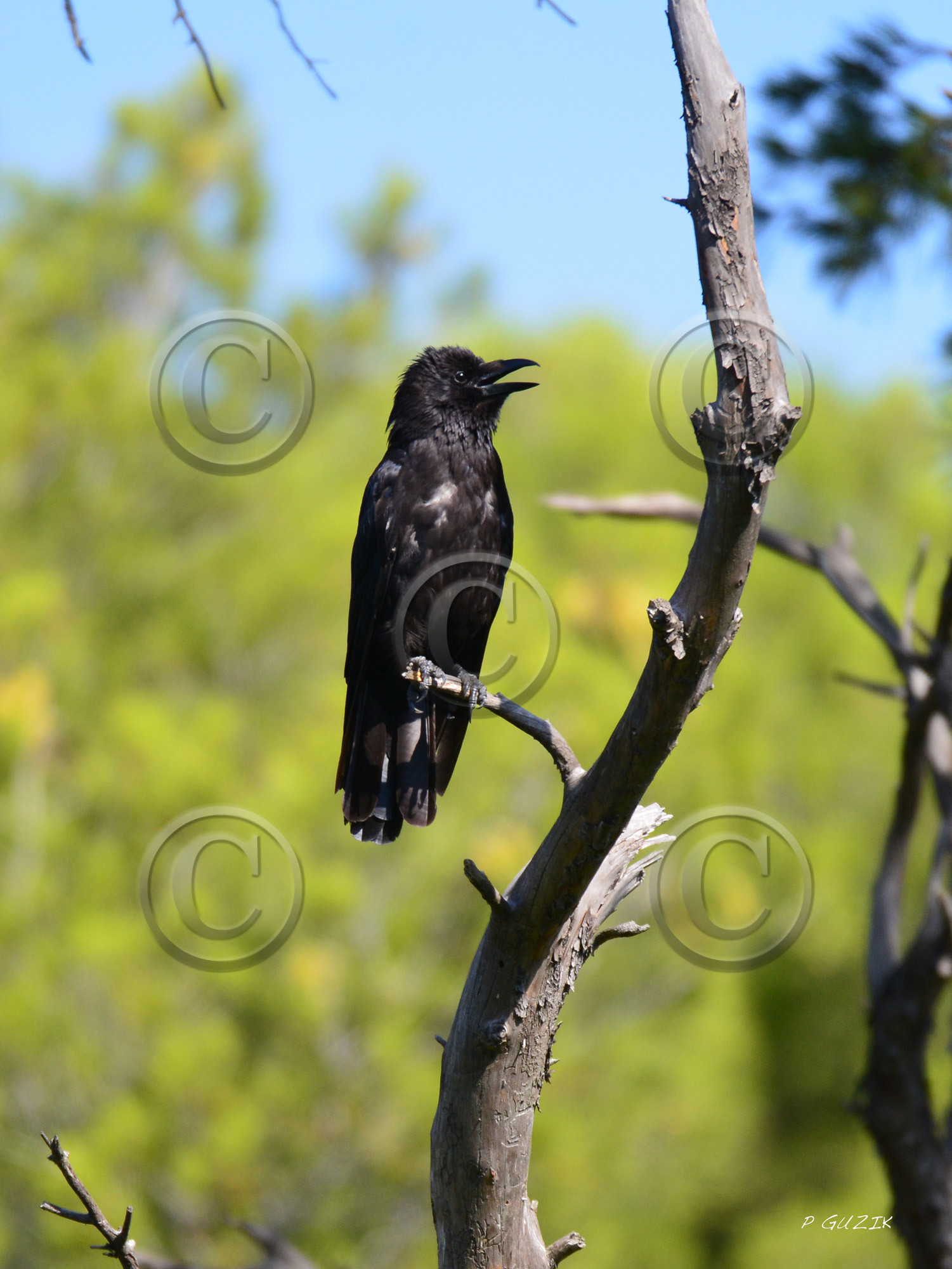 MISE A  JOUR  en cours