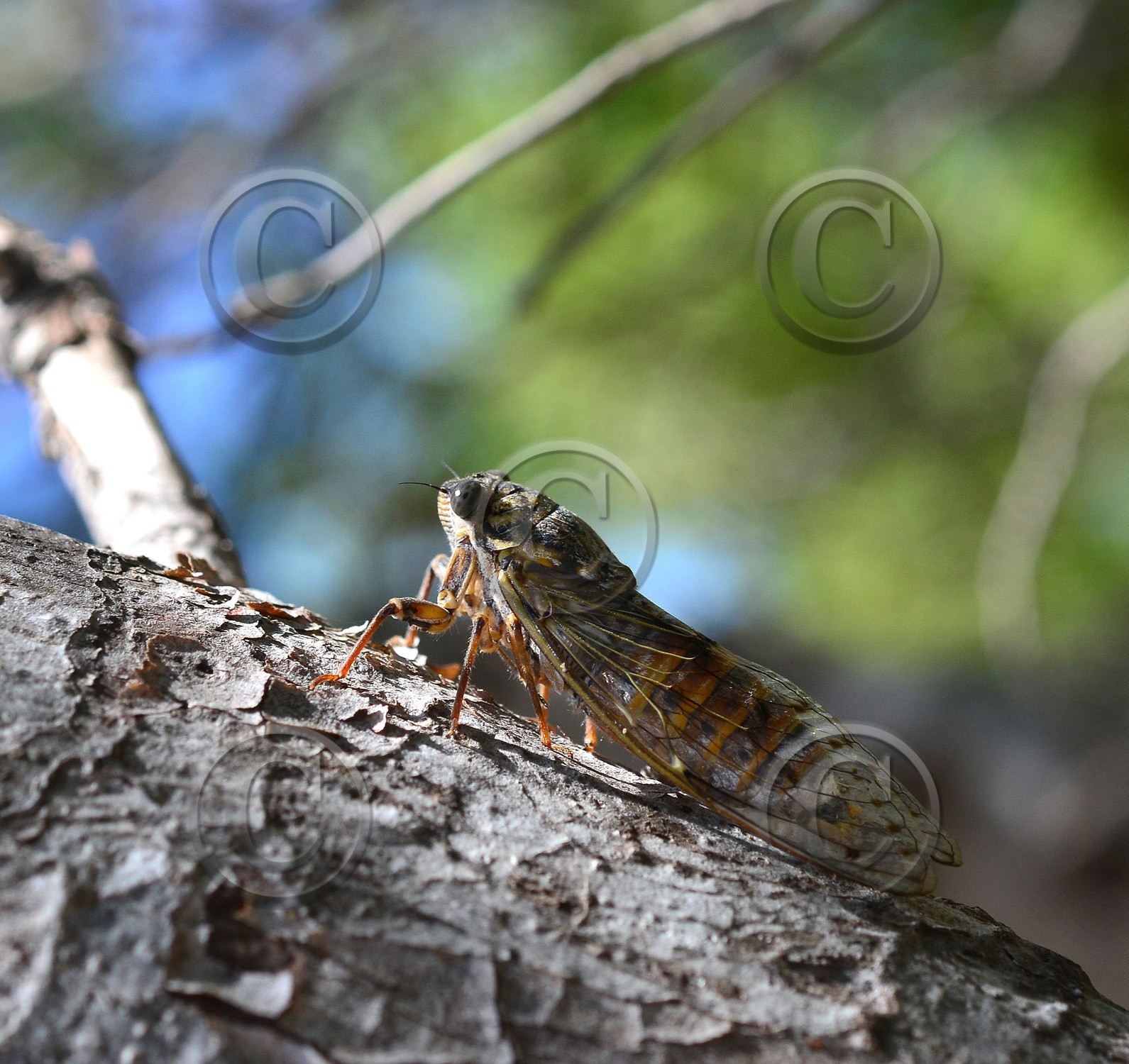 MISE A  JOUR  en cours