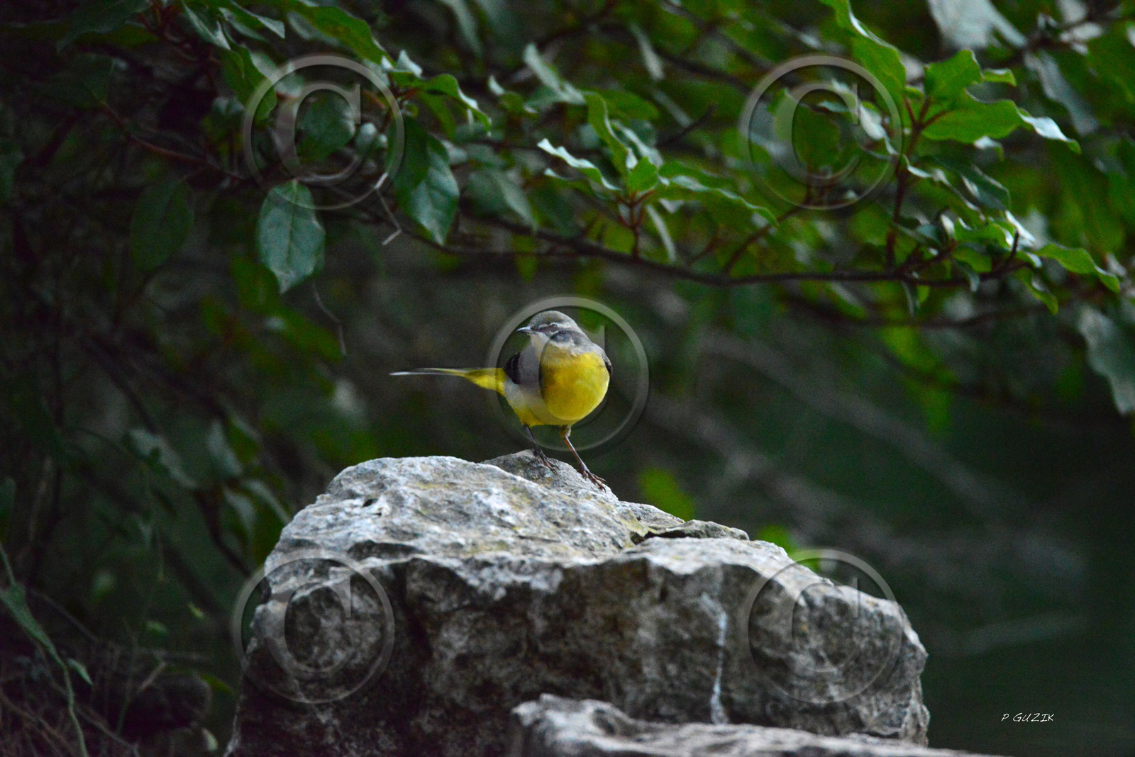 MISE A  JOUR  en cours