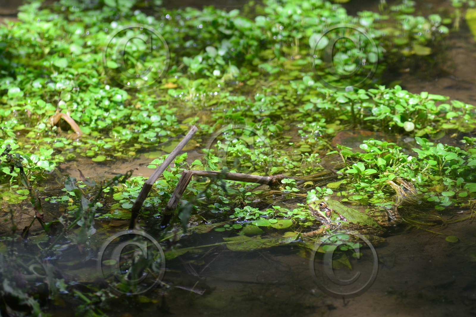 MISE A  JOUR  en cours