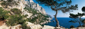 LE PIN DE SUGITON , CALANQUE DE MARSEILLEFORMAT 33 x 95cmTarif  sur stand et marché  25€