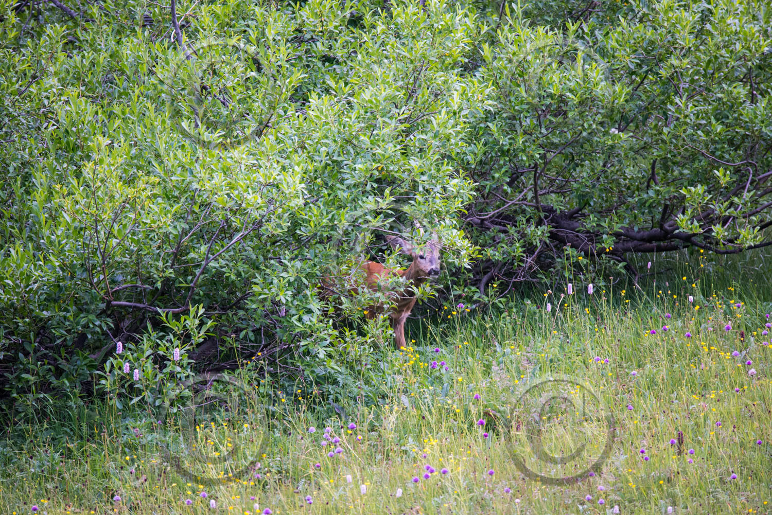 montagne haute alpes ,queyras, mercantour,alpes de haute provence,alpes maritime