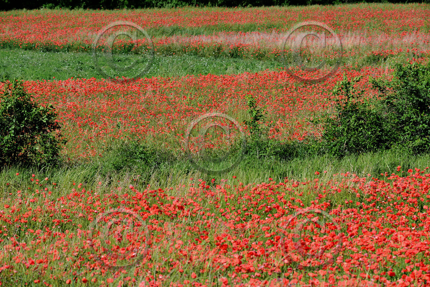 Photo de la sainte baume