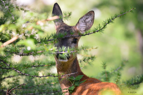 montagne haute alpes ,queyras, mercantour,alpes de haute provence,alpes maritime