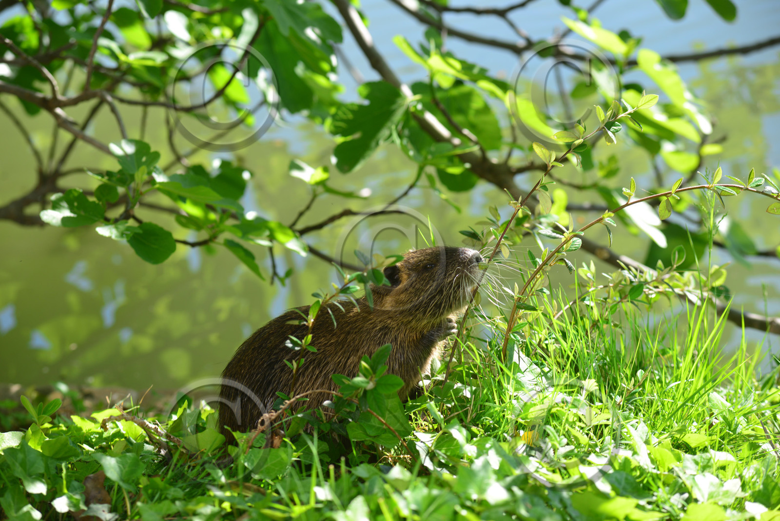 MISE A  JOUR  en cours