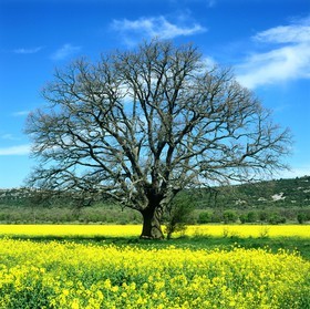 Photo de la sainte baume