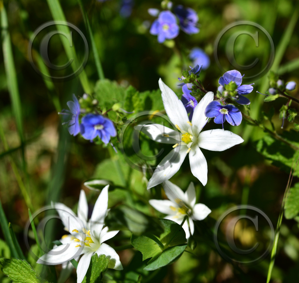Photo de la sainte baume