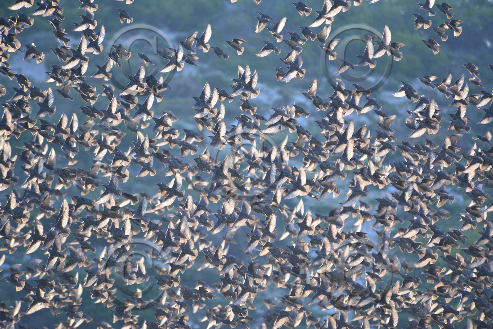 MISE A  JOUR  en cours