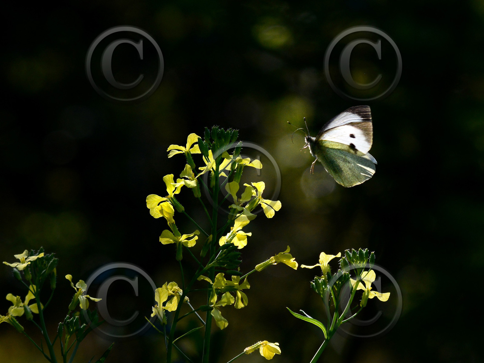 MISE A  JOUR  en cours