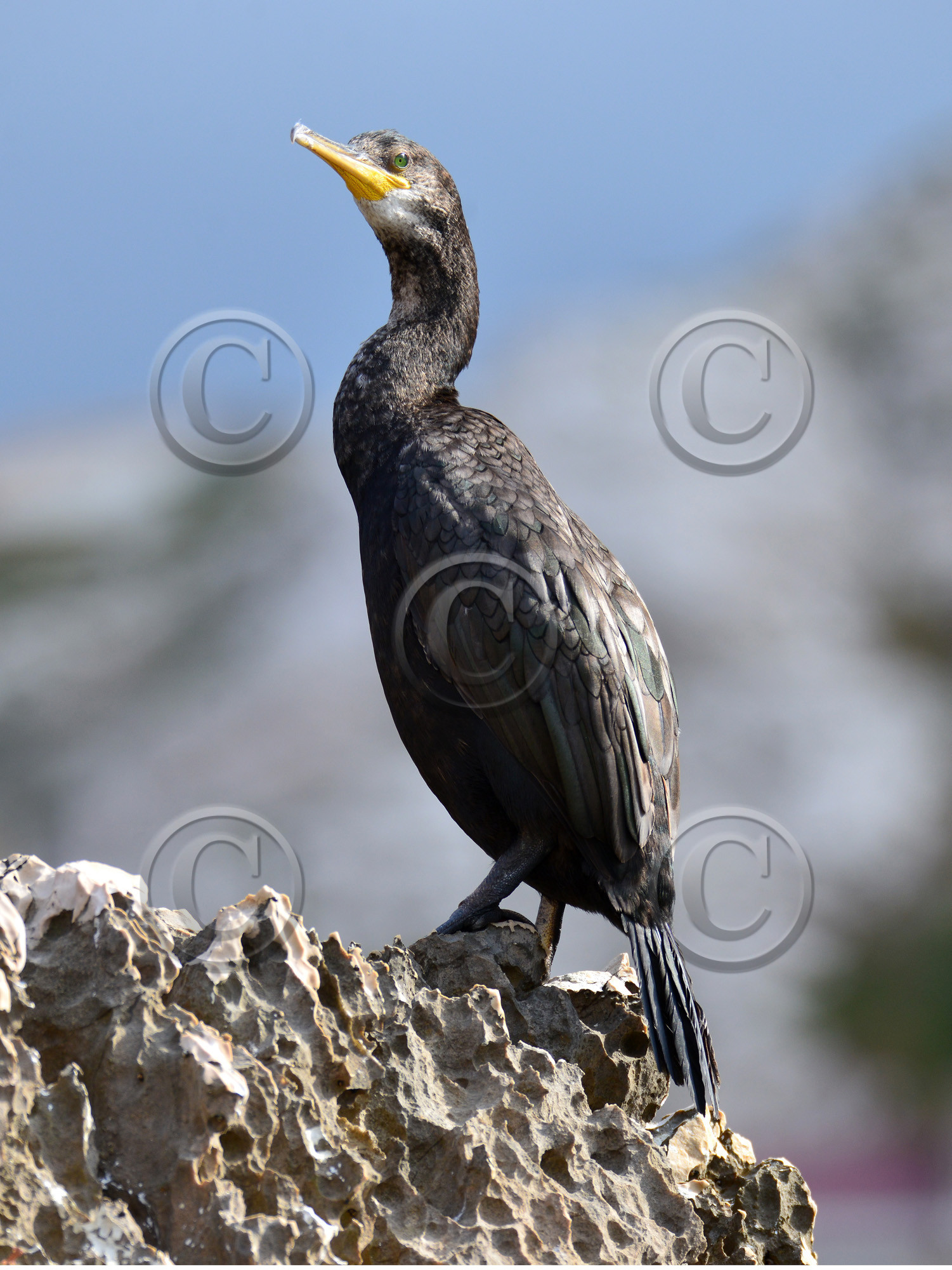 MISE A  JOUR  en cours