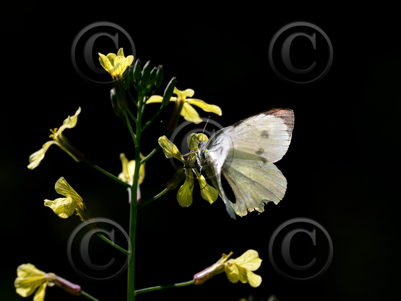 ref-faune-calanque-insecte-papillon-calanque-124.jpg