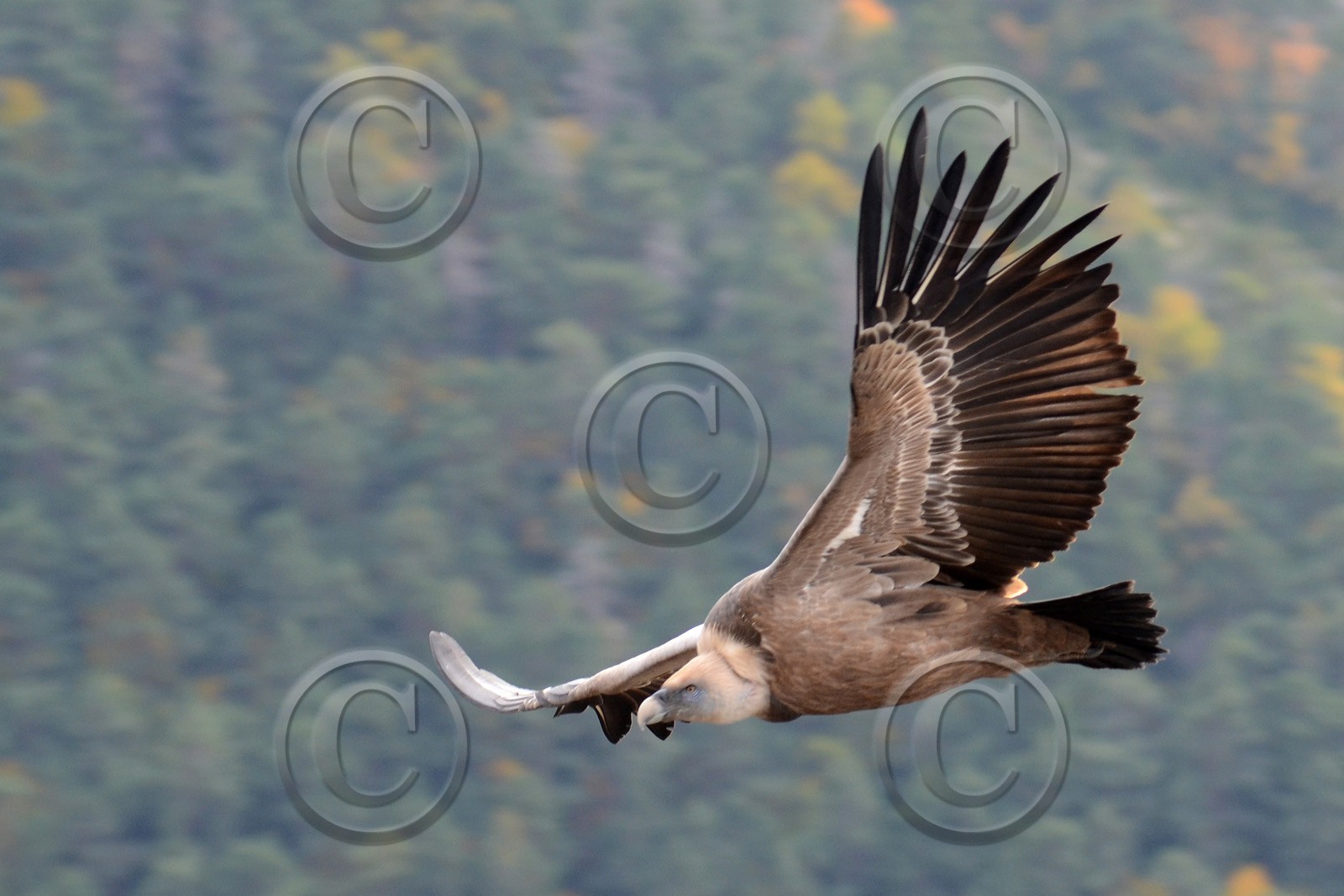 MISE A  JOUR  en cours