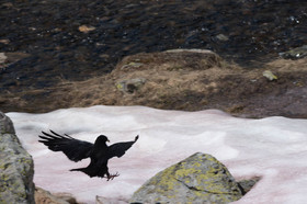 montagne haute alpes ,queyras, mercantour,alpes de haute provence,alpes maritime