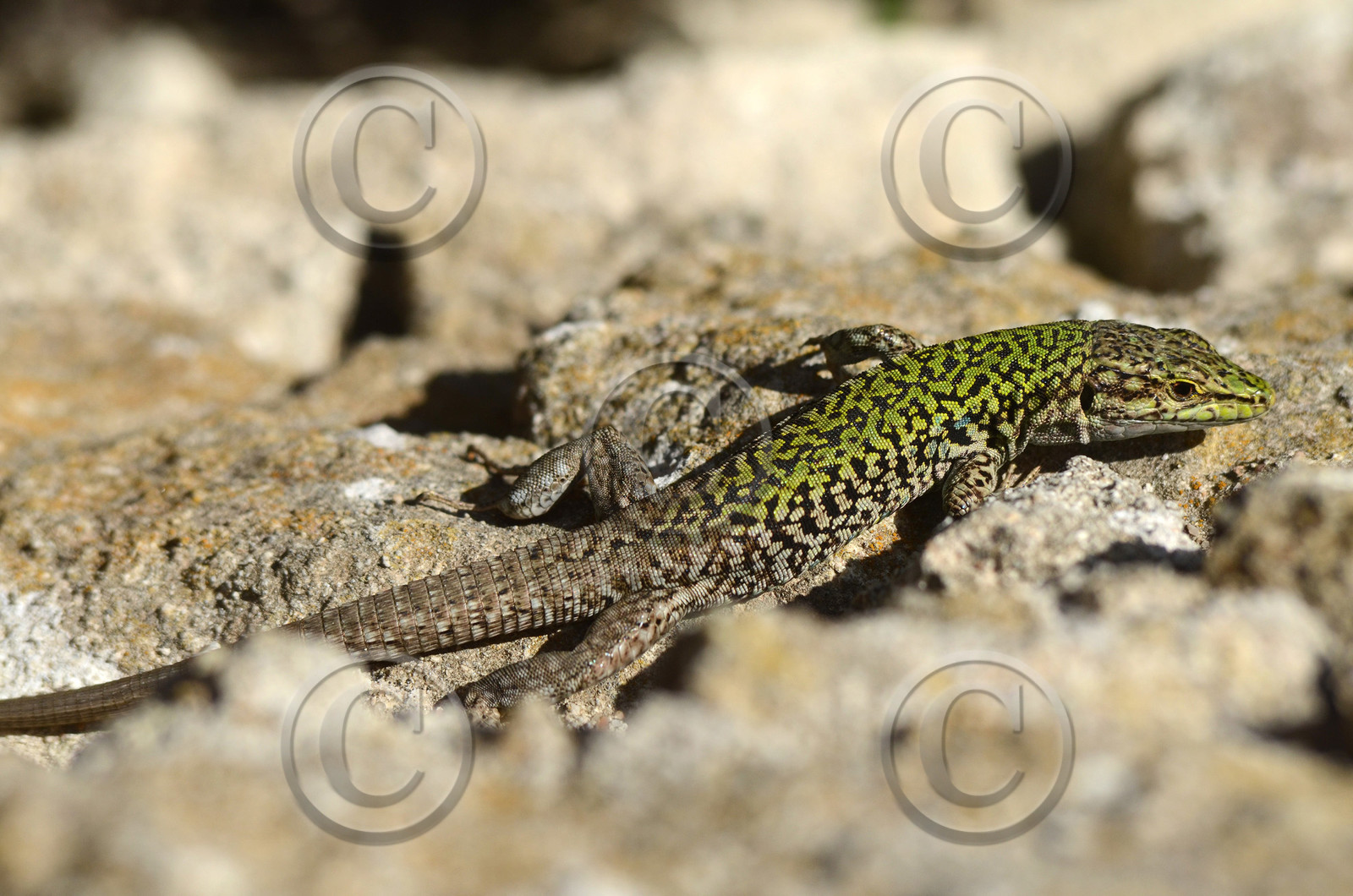 MISE A  JOUR  en cours