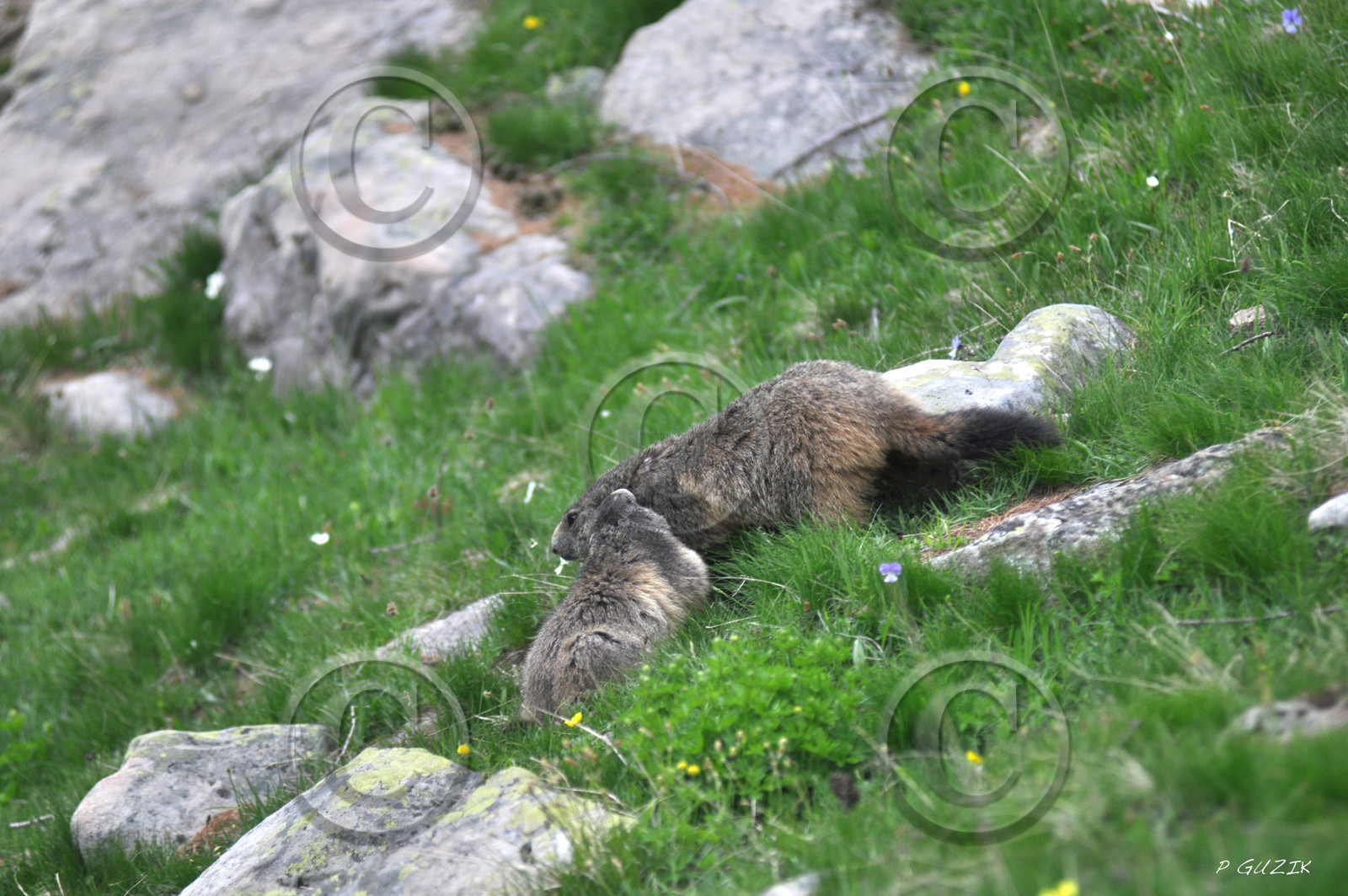 faune-montagne-provence-marmotte-dsc_5936.jpg