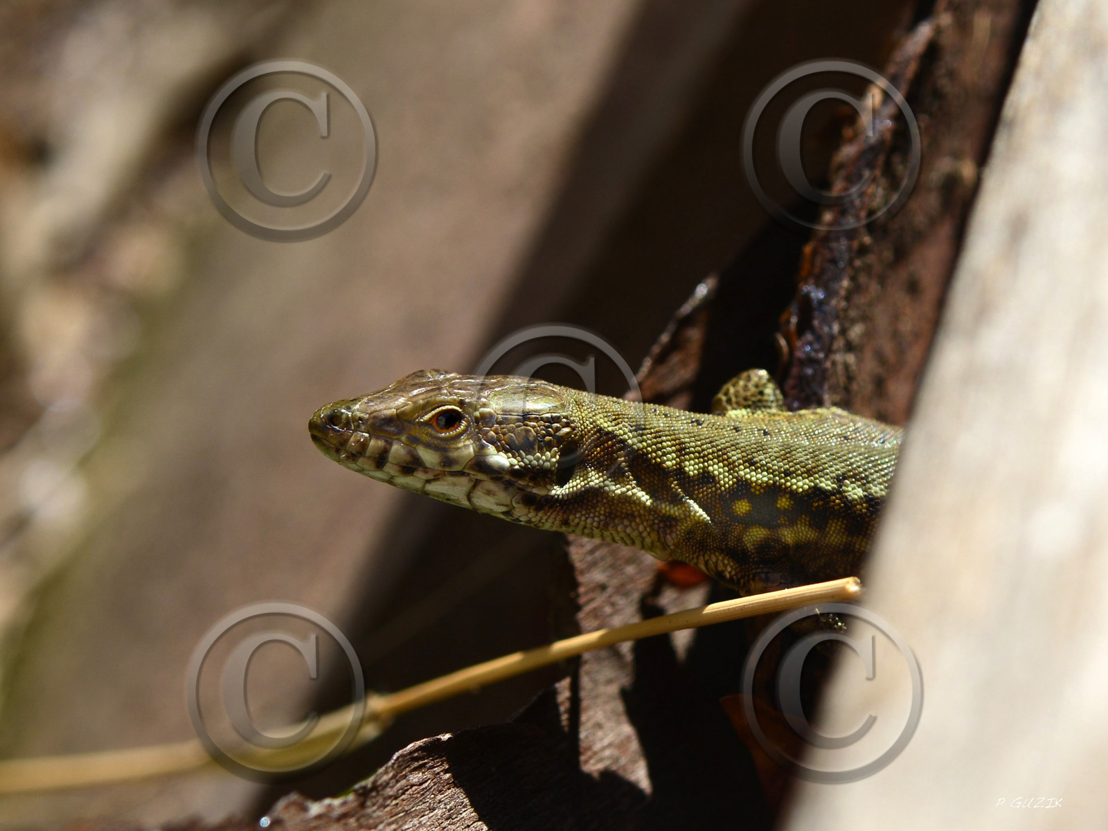 MISE A  JOUR  en cours