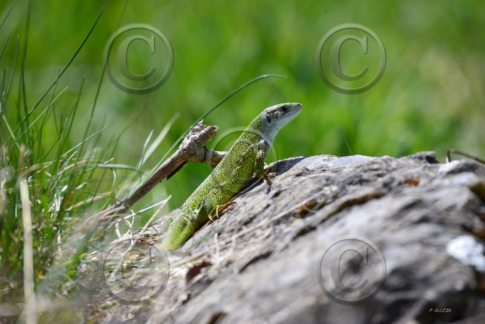 MISE A  JOUR  en cours