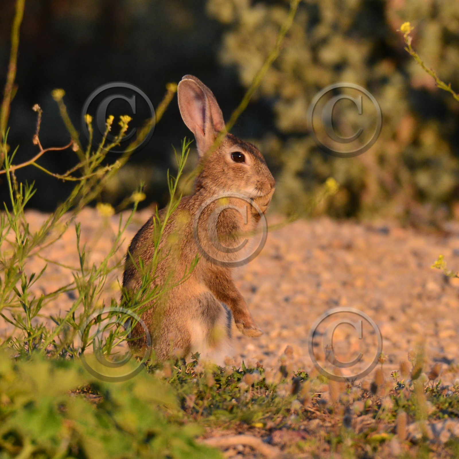 MISE A  JOUR  en cours