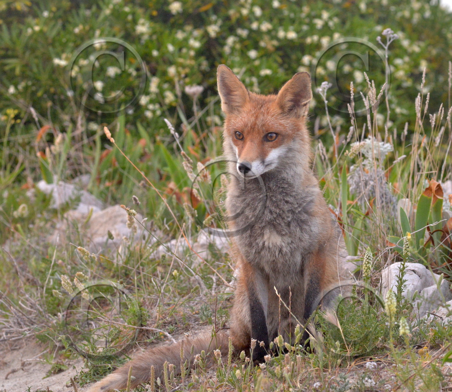 renard des calanques