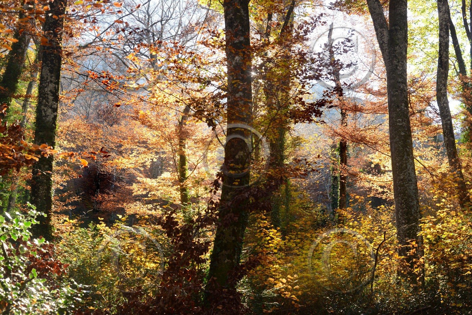 Photo de la sainte baume