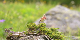 DANS LES ALPES DU SUD  , LE QUEYRAS
