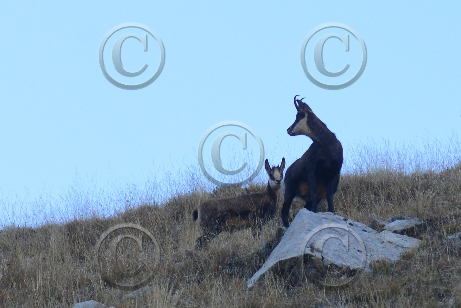 MISE A  JOUR  en cours