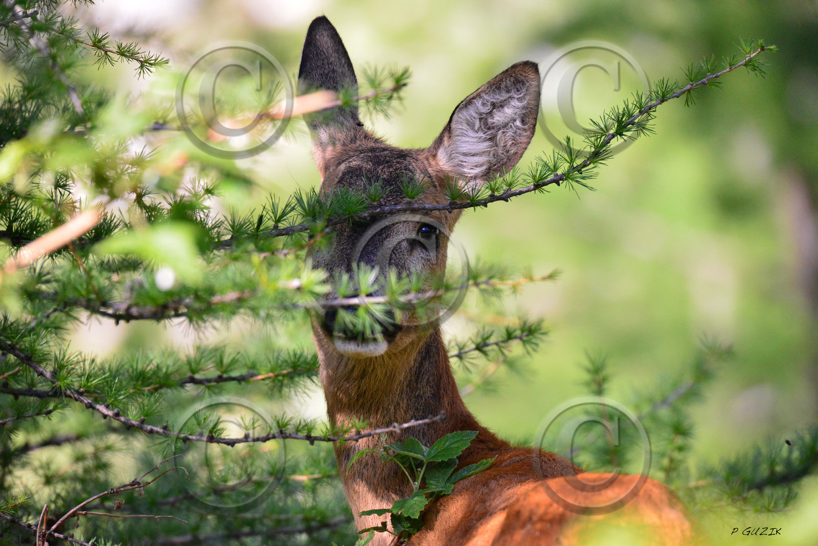 MISE A  JOUR  en cours