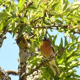 Photo de la sainte baume