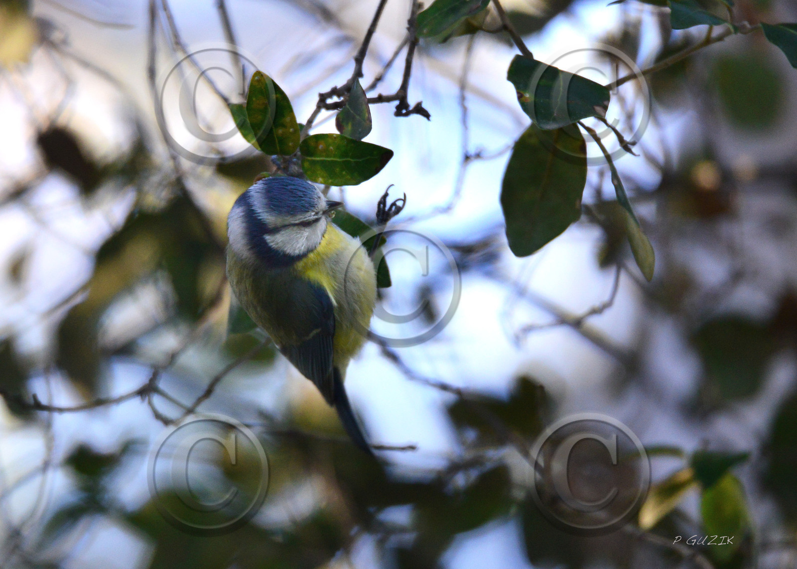MISE A  JOUR  en cours