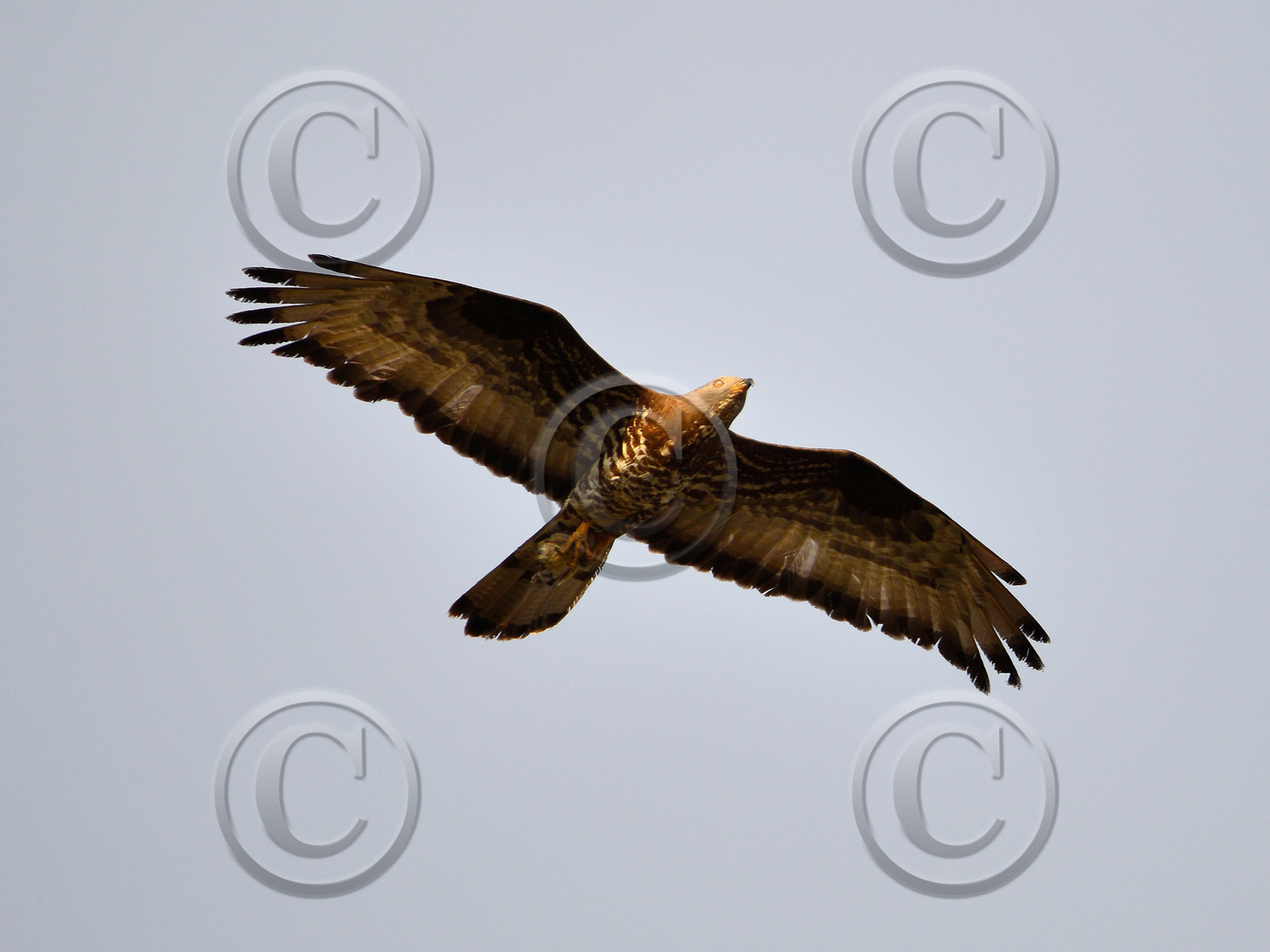 MISE A  JOUR  en cours