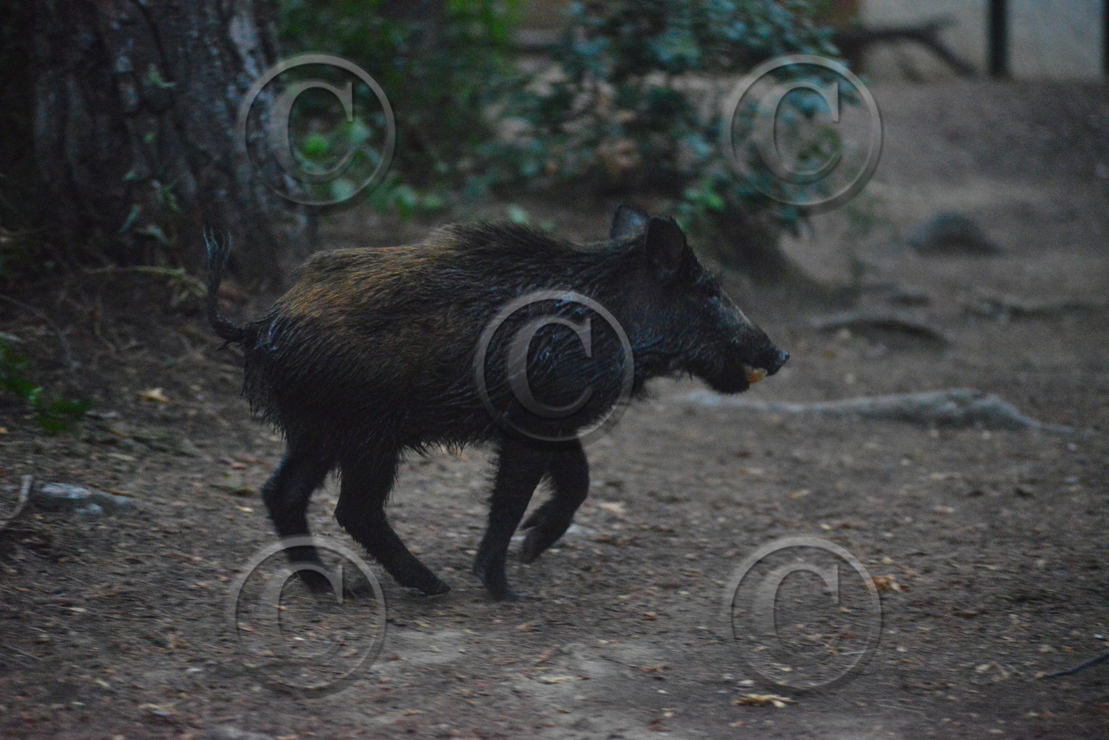 MISE A  JOUR  en cours