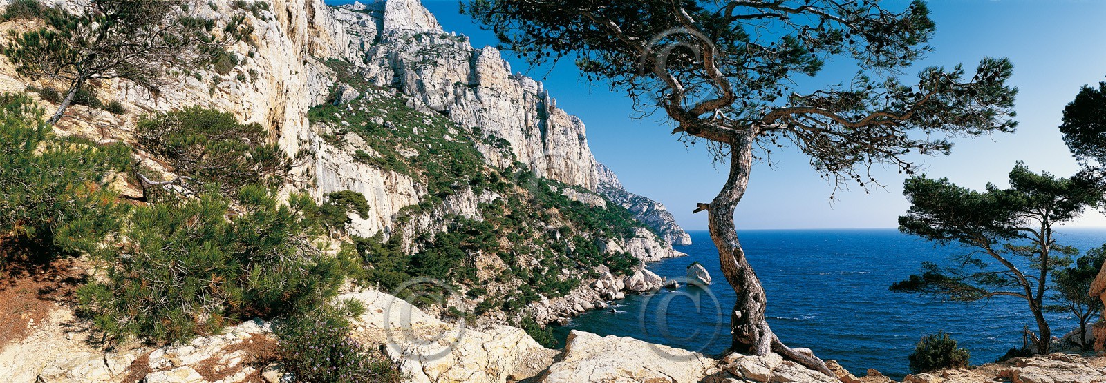 LE PIN DE SUGITON , CALANQUE DE MARSEILLEFORMAT 33 x 95cmTarif  sur stand et marché  25€