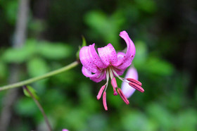 Photo de la sainte baume