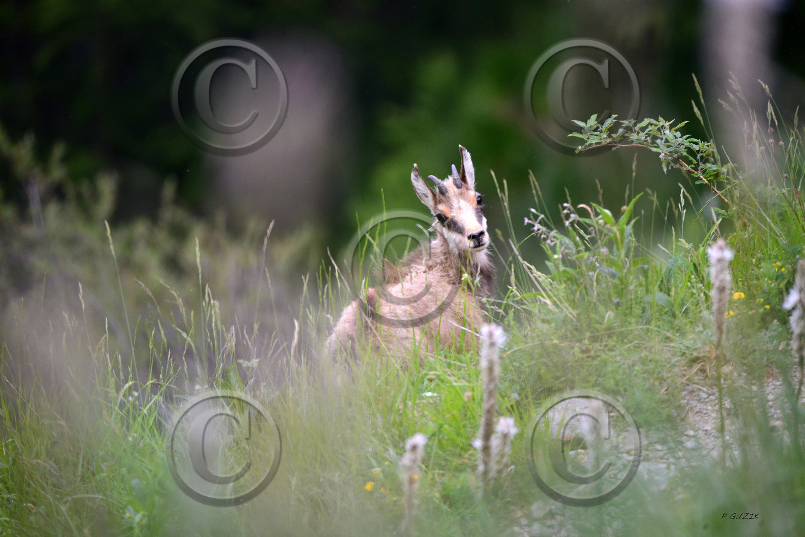 MISE A  JOUR  en cours