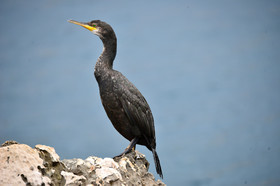 MISE A  JOUR  en cours